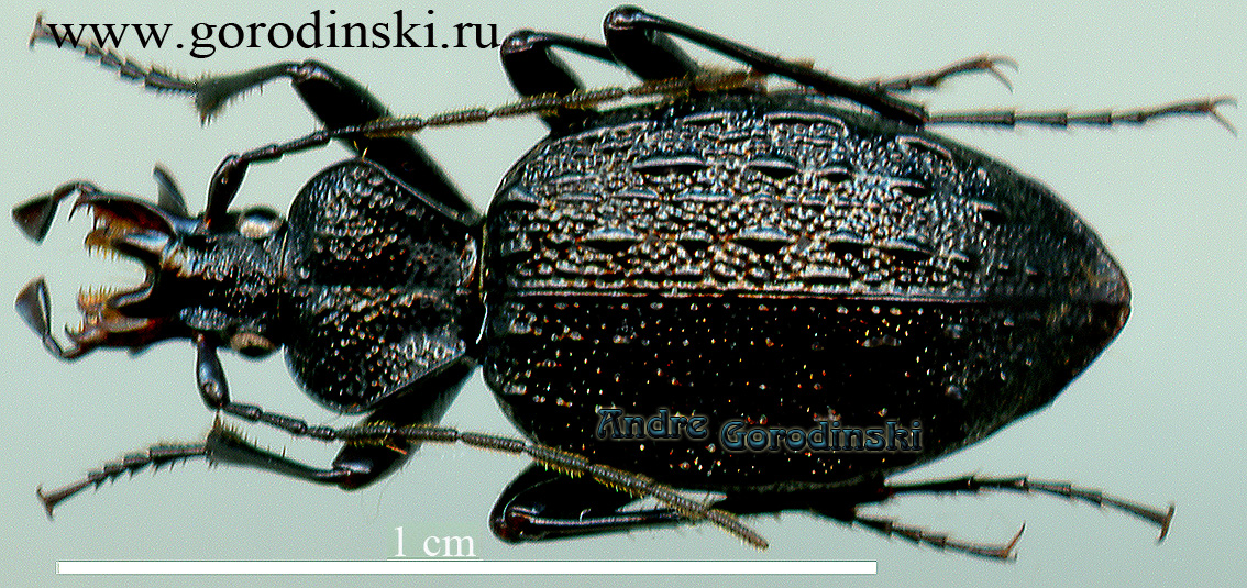 http://www.gorodinski.ru/carabidae/Cychrus yunnanus yunnanus.jpg